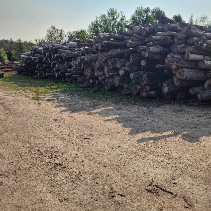 pile of stacked logs beside a dirt road